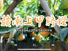 文峰乡上甲村赣南脐橙宣传片